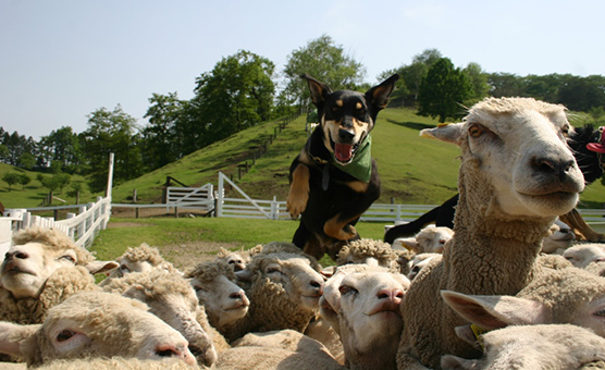 SIGHTSEEING 周辺観光案内